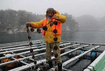 Shigeatsu Hatakeyama recoge ostras en su balsa.