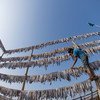 A man hangs fishes to dry at a village in Bangladesh.