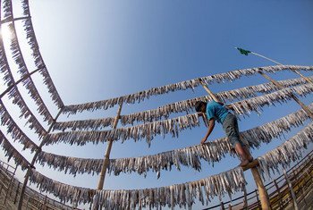 A man hangs fishes to dry at a village in Bangladesh.