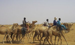 Tuareg refugees ride camels to the desert area of Initkan, Niger, where they received UNHCR assistance.