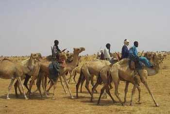 Tuareg refugees ride camels to the desert area of Initkan, Niger, where they received UNHCR assistance.