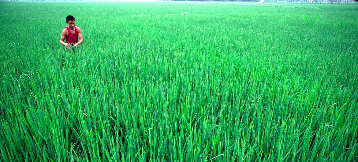Rice fields in Chengdu, Sichuan, China.