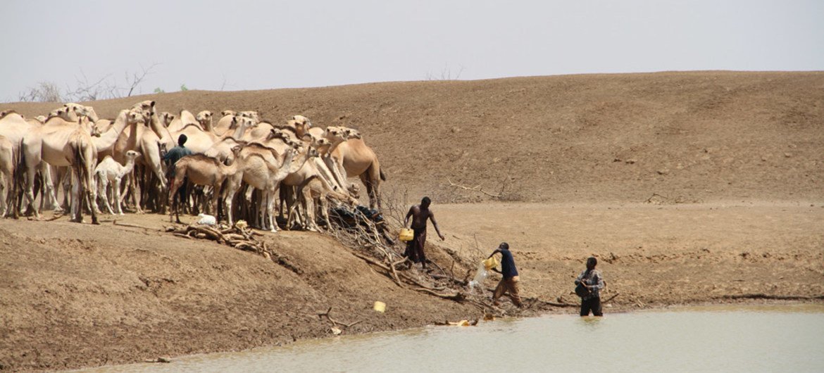 Des éleveurs recueillent de l'eau avec des chameaux à un point d'eau dans le village de Bandarero, affecté par la sécheresse, au Kenya. Photo Rita Maingi/OCHA