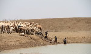 Herders collect water with camels at one of the few remaining water points in drought-affected Bandarero village, Moyale County, Kenya.