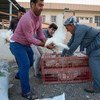 Supporting Iraqi families with hens for egg production and meat.