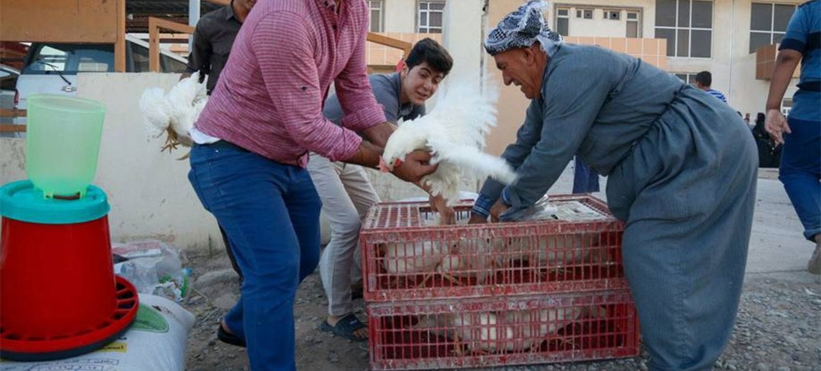 Supporting Iraqi families with hens for egg production and meat.