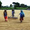 斯里兰卡农民在晾晒小麦。图片：粮农组织