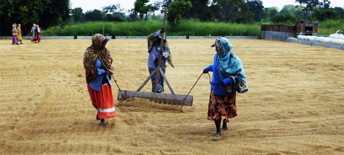 斯里兰卡农民在晾晒小麦。图片：粮农组织
