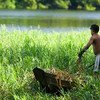 巴西的热带雨林中，一位村民正在收集做饭用的树叶。森林为人类生活和生计提供了关键的支持。