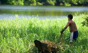 A resident of the National Tapajos Forest in Brazil collects wild foliage for preparing a meal.
