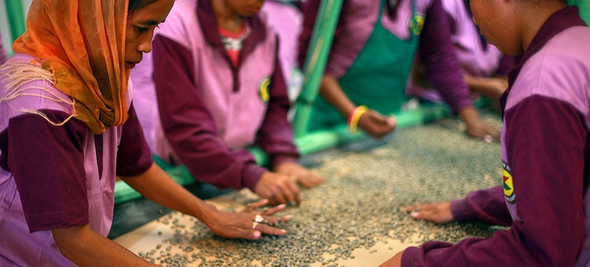 Des femmes triant des graines de café dans une coopérative à Timor-Leste.