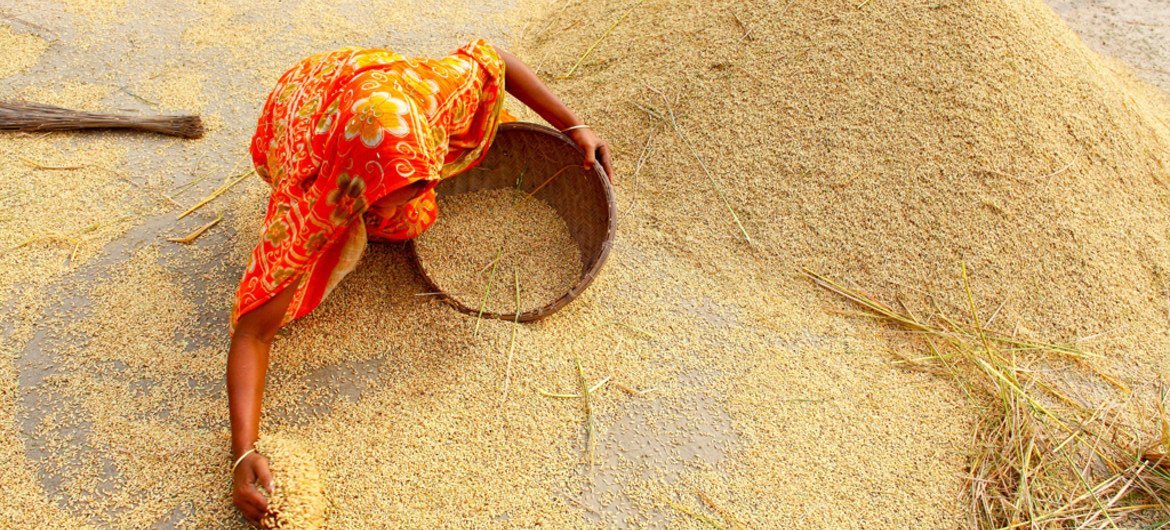 孟加拉国的一名农村妇女正在收稻米。国际农业发展基金图片/GMB Akash