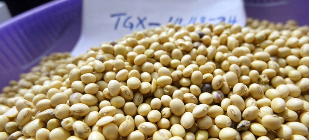 Granos de soja a la venta en un mercado. Foto: FAO / Pius Ekpei