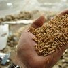 粮农组织发布了2019年全球谷物产量最新预测，预计谷物产量将创历史新高。