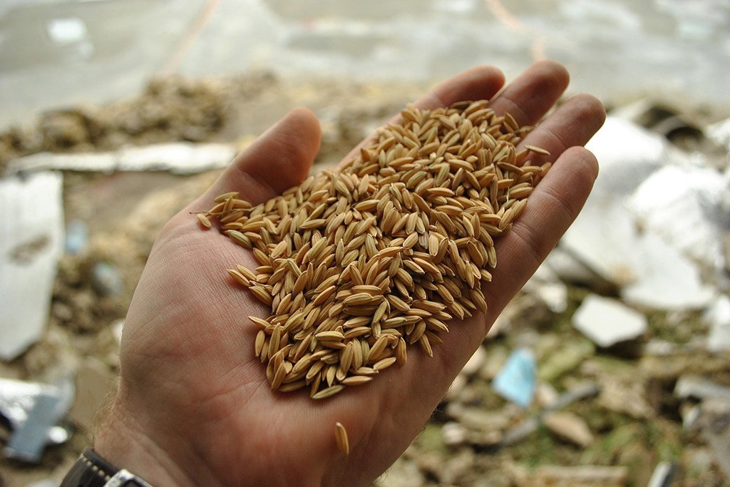 粮农组织发布了2019年全球谷物产量最新预测，预计谷物产量将创历史新高。