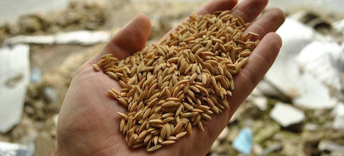 粮农组织指出，2019年-2020年度世界谷物产量仍将同比增长1.8％