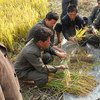 La production alimentaire en République démocratique populaire de Corée - le riz, le maïs, la pomme de terre et le soja - a été gravement endommagée par une sécheresse prolongée. Photo: FAO / Cristina Coslet