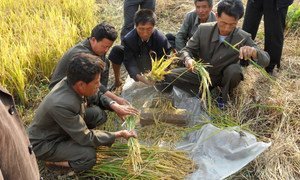 DPR Korea’s crop production, including staple rice, maize, potatoes and soybean, has been severely damaged by prolonged drought.
