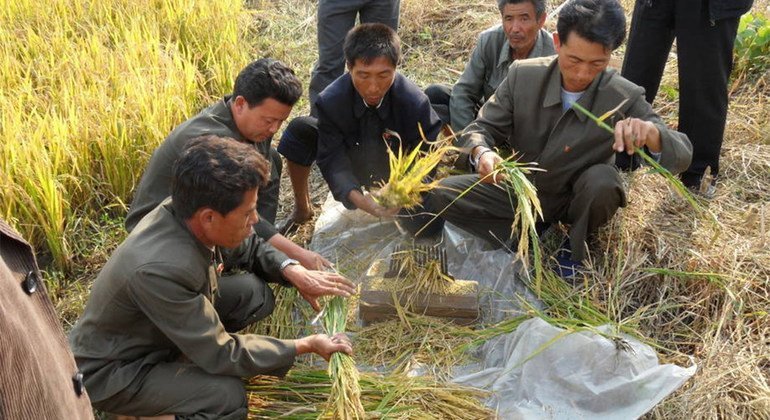 La fuerte sequía en Corea del Norte afecta sobre todo a los cultuvos de arroz, maíz, papas y soja. Foto:  FAO/ Cristina Coslet