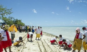 Mangrove shoots being planted on Tarawa, an atoll in the Pacific island nation of Kiribati to protect against coastal erosion.