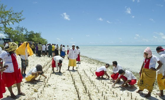 Mangrove shoots being planted on Tarawa, an atoll in the Pacific island nation of Kiribati to protect against coastal erosion.