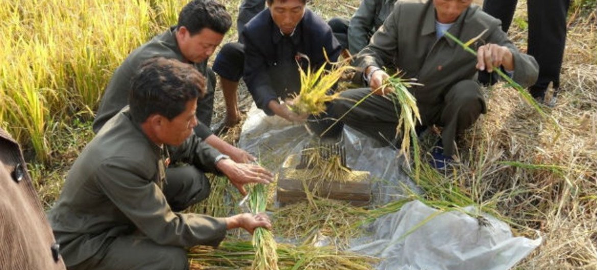 Власти КНДР намерены повысить производительность в сельском хозяйстве и ввести восьмидневку "бесплатной работы на государство" 
