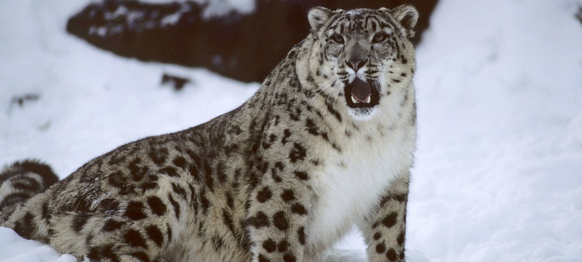 Un leopardo de las nieves en el zoo del Bronx en Nueva York