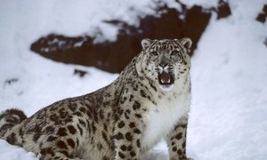 A Snow Leopard at New York City's Bronx Zoo.