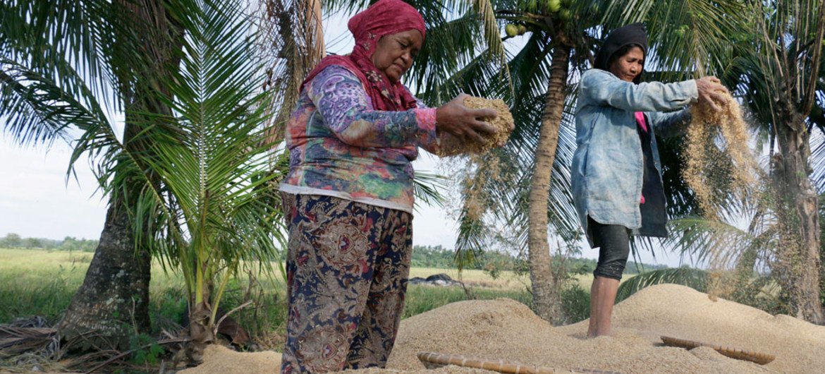 菲律宾农妇在筛米。粮农组织图片/Joseph Agcaoili