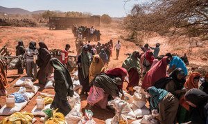 In the western desert town of Dinsoor, Somalia, newly arrived drought victims receive food supplies delivered by the UN's World Food Program (WFP).