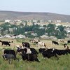 A herd of cattle graze in a pasture near a village in Kazakhstan.