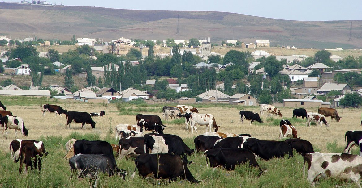 Du bétail broutant de l'herbe dans un champ, près d'un village au Kazakhstan.