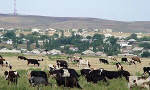 A herd of cattle graze in a pasture near a village in Kazakhstan.