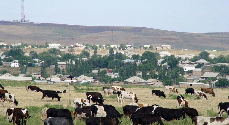Kundi la ng'ombe malishoni karibu na kijiji huko Kazakhstan