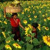 Children in Gourdaha, West Bengal, India, collect sunflowers from which to extract the seeds for production of sunflower oil.