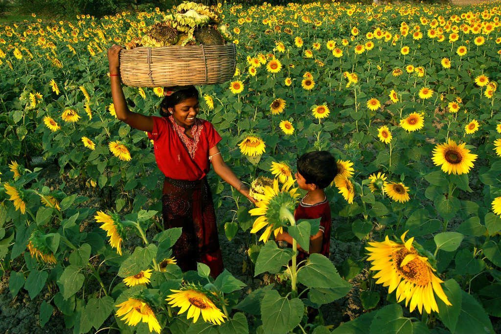 En Inde, des enfants ramassent des tournesols. De l'huile sera extraite de leurs graines (photo d'archives).