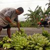 A man arranges bananas by the roadside in Malita, Davao City, Philippines.