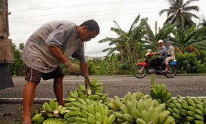 A man arranges bananas by the roadside in Malita, Davao City, Philippines.