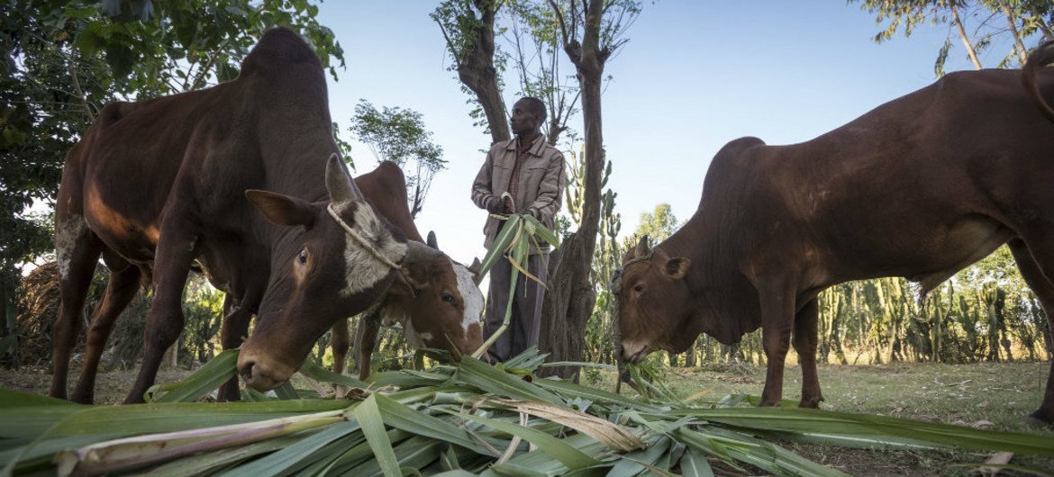 埃塞俄比亚的一位农民在喂牛。