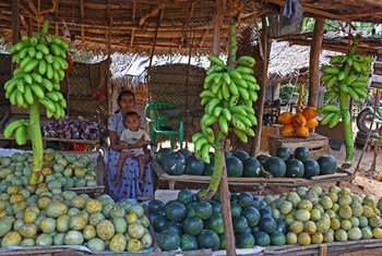 Vírus Nipah é transmitido pelo consumo de frutas com urina de morcegos infectados