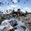 在美国康涅狄格州丹伯里（Danbury）填埋场的垃圾堆里，鸟儿在清理食物。联合国图片/Evan Schneider（资料）