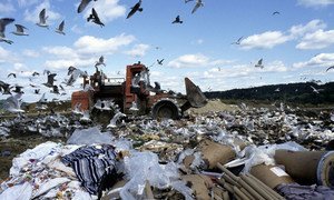 Birds scavenging for food amidst the debris at the landfill in Danbury, Connecticut in the United States.