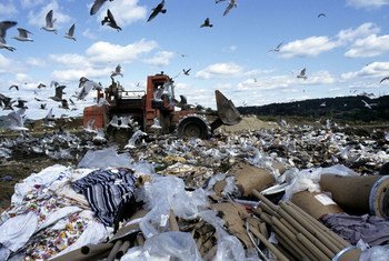 Birds scavenging for food amidst the debris at the landfill in Danbury, Connecticut in the United States.