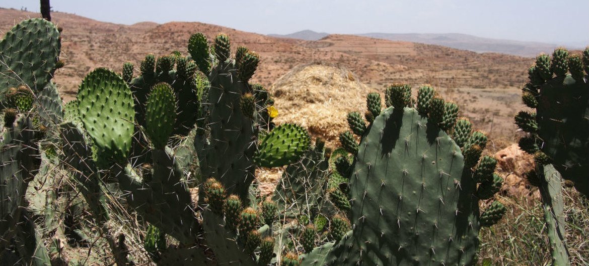 Кактусовая груша растет во многих засушливых районах, в том числе в Эфиопии.