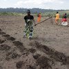 博茨瓦纳妇女在锄地，为播种土豆做准备。