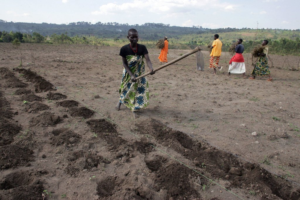 Women of the Batwa community tilling the soil with hoes in preparation for planting potatoes, in Gashikanwa, Burundi.