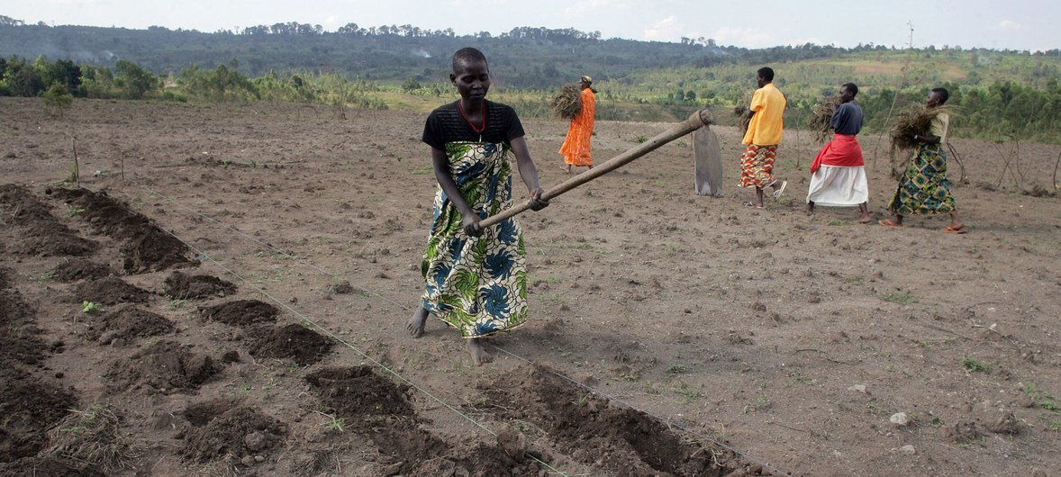 Women of the Batwa community tilling the soil with hoes in preparation for planting potatoes, in Gashikanwa, Burundi. Women of the Batwa community tilling the soil with hoes in preparation for planting potatoes, in Gashikanwa, Burundi.