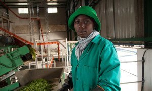 A worker sorts a green leaf tea before it reaches the main processing floor at the Kitabi Tea Processing Facility in Rwanda.