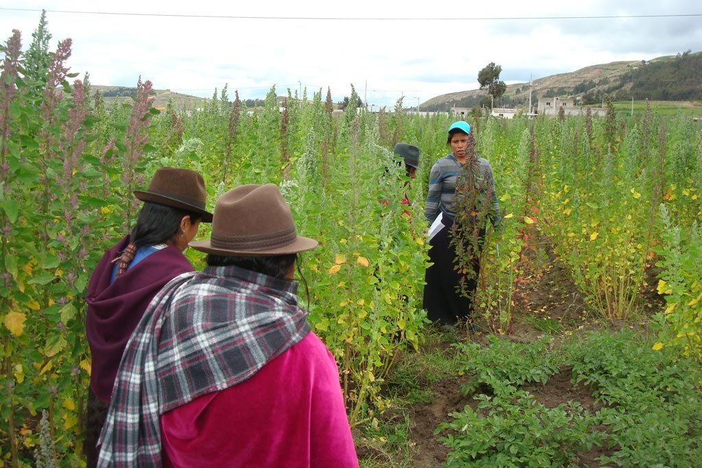Un grupo de agriculturas cultivan quinoa en la región de los Andes, en América Latina.