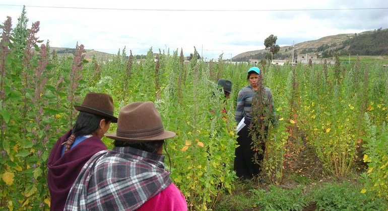 Un grupo de agricultures cultivan quinoa en la región de los Andes, en América Latina.